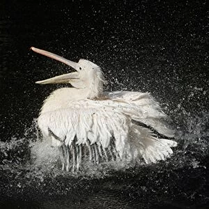 White Pelican - bird bathing in lake, Emmen, Holland