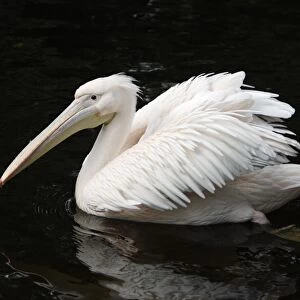 White Pelican - bird displaying its plumage on lake, Emmen, Holland