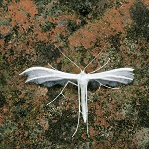 White Plume Moth Southern Essex, UK