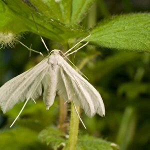 White Plume Moth. UK