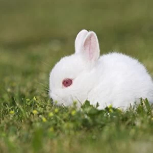 White Polish rabbit with red eyes - baby
