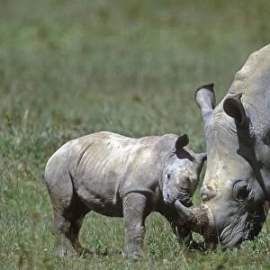 White Rhinoceros - adult and young