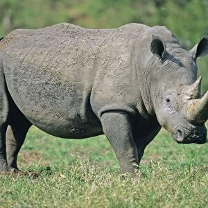 White Rhinoceros / Square-lipped rhino - Kruger national park, S. Africa
