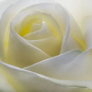 White Rose White Rose