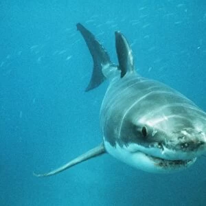 White Shark VT 3911 Neptune Island, South Africa. © Valerie Taylor / ardea. com