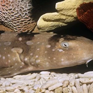 White-spotted / Bluespotted bamboo Shark Japan to Indonesia