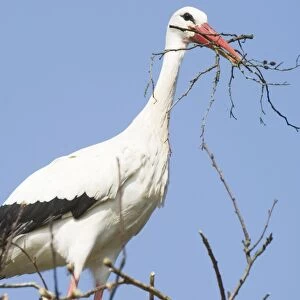 White stork Building nestsite The Netherlands, Drente, Breedingstation ´De Lokkerij´