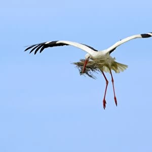 White Stork - in flight with nest material in beak, Extremadura, Spain