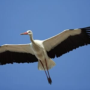 White Stork - in flight, soaring in air thermals, Extremadura, Spain