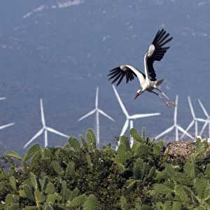 White Stork - in flight with wind turbines behind at wind farm near Tarifa - Spain