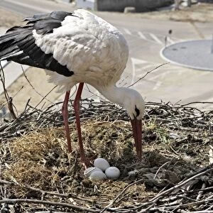 White Stork - at nest with eggs. Caceres - Extramadura - Spain
