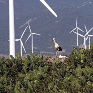 White Stork - at nest with wind turbines behind at wind farm near Tarifa - Spain