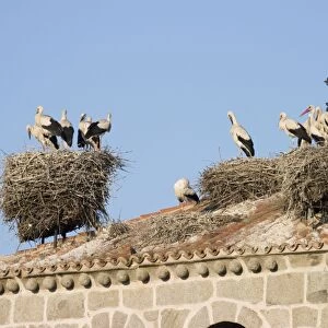 White Stork - Several occupied nests on on bell tower roof top nest site - Manzanares el Real - Spain