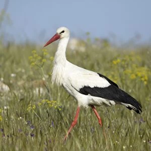 White Stork - searching for food on rough pasture, Extremadura, Spain