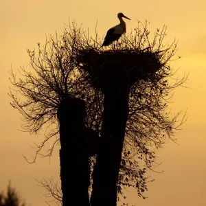 White Stork - single adult on nest silhouetted against evening sky - Southern Spain White Stork - single adult on nest silhouetted against evening sky - Southern Spain