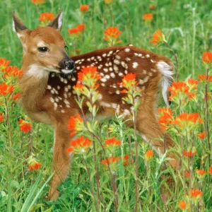 White-tail Deer - fawn in orange paintbrush wild flowers & grass