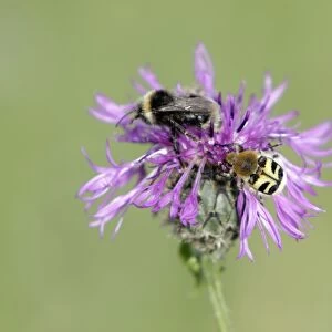 White-tailed Bumble Bee and Bee Beetle (Trichius fasciatus) - feeding on knapweed flower, Lower Saxony, Germany