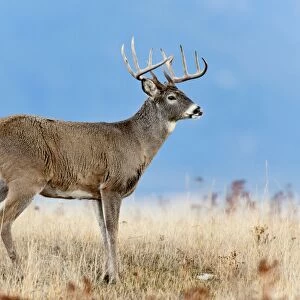 White-tailed Deer - buck - Autumn - Montana - USA _E1A1755