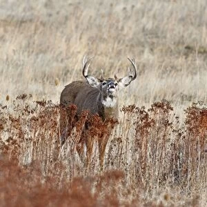 White-tailed Deer - buck displaying flehmen behavior - Autumn - Western U. S. _E1A2264