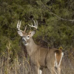 White-tailed Deer - buck in late fall - Rocky Mountains - Montana - USA _DSC0251