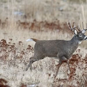 White-tailed Deer - buck running - Autumn - Montana - USA _E1A1603