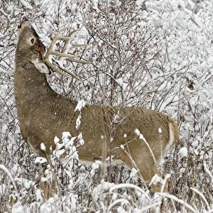 White-tailed Deer - buck in snow storm feeding on wild rose hips - Autumn - Montana - Western U. S. _E7C1199