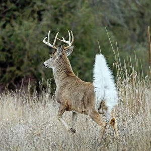 White-tailed Deer - buck with tail up to signal to other deer that an intruder is in the woods - Rocky Mountains - Montana - USA _D3D3988