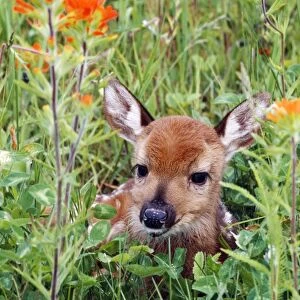 White-Tailed Deer CLA 410 Fawn in wild flowers and grass Odocoileus virginianus © Mary Clay / ARDEA LONDON