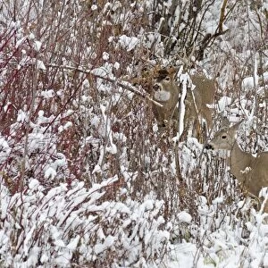 White-tailed Deer - doe and buck in snow storm during November rut - Autumn - Montana - Western U. S. _E7C1767