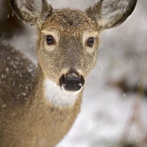White-tailed Deer - Doe - Head shot - Found over much of the U. S. -southern Canada and Mexico and introduced elsewhere in the world - Lives in forests-swamps and open brushy areas nearby - A browser-eats twigs-shrubs-fungi-acorns and grass