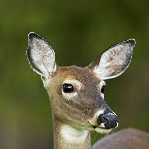 White-tailed Deer - Doe - Portrait - In late summer - Found over much of the U. S. -southern Canada and Mexico and introduced elsewhere in the world - Lives in forests-swamps and open brushy areas nearby - A browser-eats twigs-shrubs-fungi-acorns