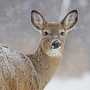White-tailed Deer - doe in winter snow - New York - USA