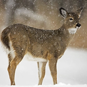 White-tailed Deer - Fawn in snow - Found over much of the U. S. -southern Canada and Mexico and introduced elsewhere in the world - Lives in forests-swamps and open brushy areas nearby - A browser-eats twigs-shrubs-fungi-acorns and grass