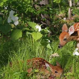 White-tailed Deer - two fawns. Minnesota - USA