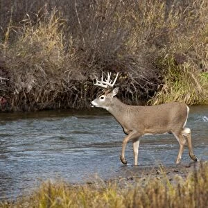 White-tailed Deer - in late fall wading stream - Rocky Mountains - Montana - USA _DSC0281