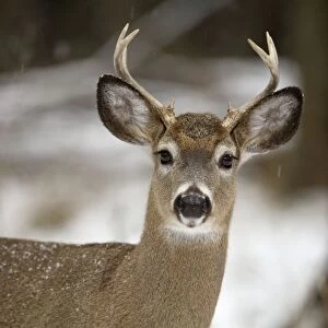 White-tailed Deer - In snow - New York - Young buck - Found over much of the U. S. -southern Canada and Mexico and introduced elsewhere in the world - Lives in forests-swamps and open brushy areas nearby - A browser-eats twigs-shrubs-fungi-acorns