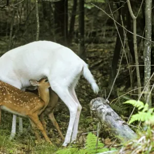 White-tailed Deer TOM 596 Albino doe nursing normal colored fawns - Michigan, N. A. July. Odocoileus virginianus © Tom & Pat Leeson / ardea. com