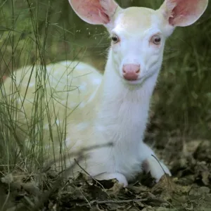 White-tailed Deer TOM 598 Young albino fawn - Michigan. USA Odocoileus virginianus © Tom & Pat Leeson / ardea. com