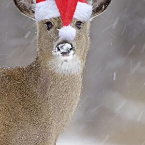 White-tailed Deer wearing Christmas hat in winter snow