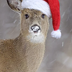 White-tailed Deer wearing Christmas hat in winter snow - New York - USA
