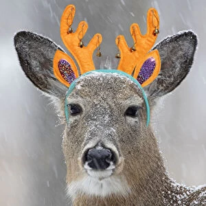 White-tailed Deer / Whitetail, wearing antler headband in snow