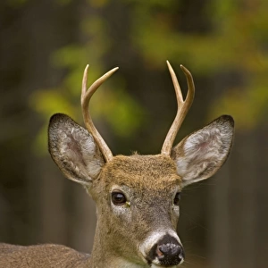 White-tailed Deer - Young buck - In late summer - Found over much of the U. S. -southern Canada and Mexico and introduced elsewhere in the world - Lives in forests-swamps and open brushy areas nearby - A browser-eats twigs-shrubs-fungi-acorns
