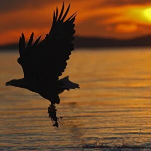 White-tailed Eagle - in flight above water - with fish prey - at sunset - Flatanger - Norway