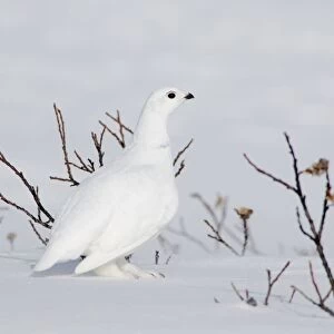 White-tailed Ptarmigan - male in snow _B2A2572