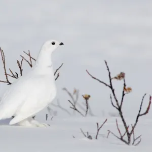 White-tailed Ptarmigan - male in snow _B2A2572