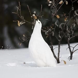 White-tailed Ptarmigan - in snow eating buds and leaves off willow - Jasper National Park - Rocky Mountains - Alberta - Canada _BAX0054