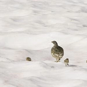 White-tailed Ptarmigans - hen with chicks crossing late melting snow patch - Mount Rainier National Park - WA - Summer _AAX5431