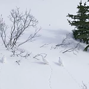 White-tailed Ptarmigans - in snow - Jasper National Park - Rocky Mountains - Alberta - Canada _BAX0077