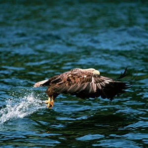 White-tailed Sea Eagle North West Scotland