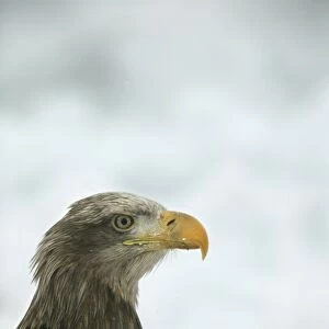 White-tailed Sea / Grey Sea Eagle - close-up of head. Hokkaido, Japan